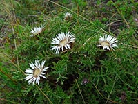 Schmalzipfel-Silberdistel